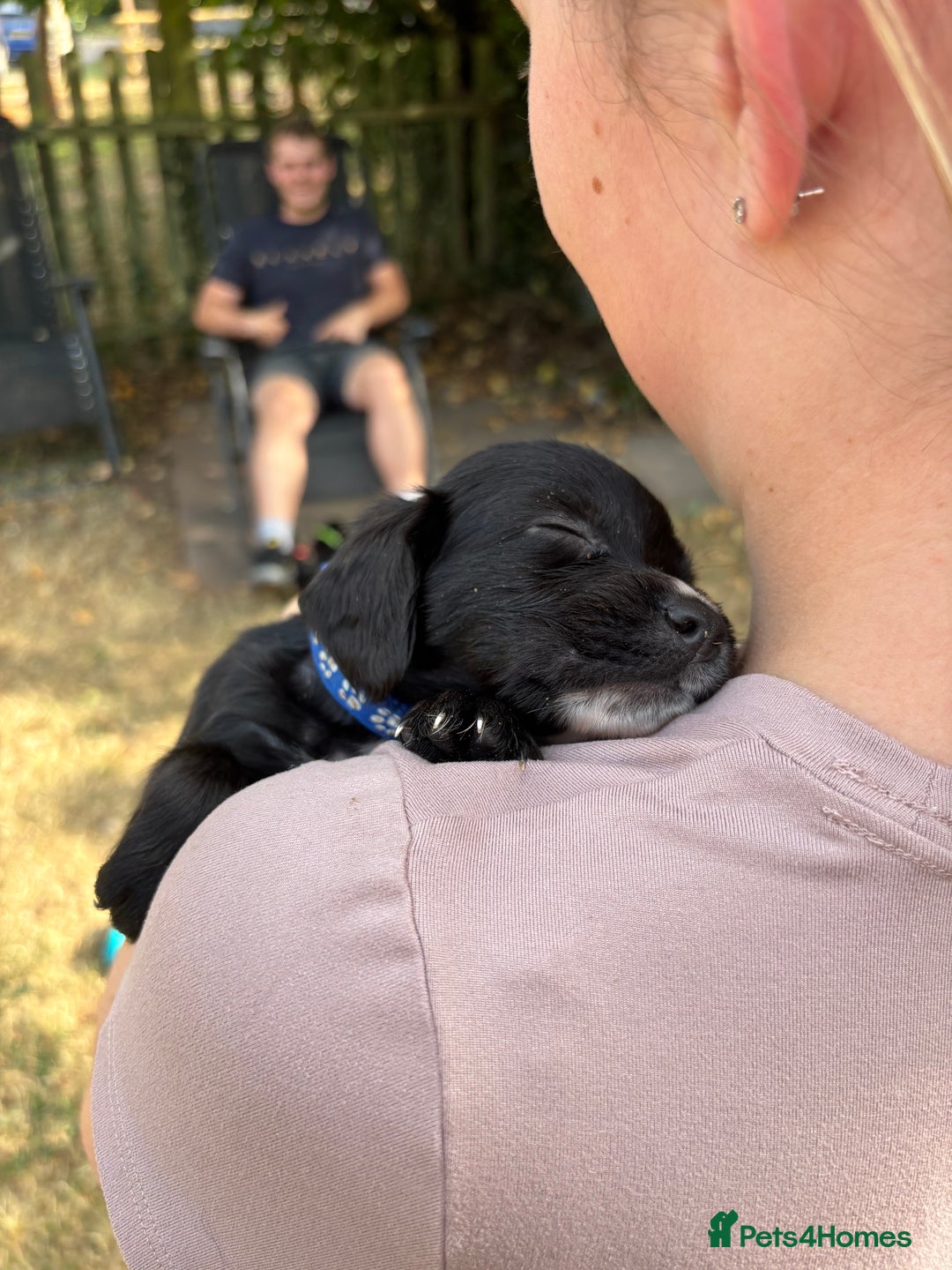 Sprocker dogs for sale: Sprocker Puppies - Image 12