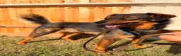 Mixed Breed dogs for adoption: 💙MACHO – A GENTLE 1,5 YEARS LOW-MEDIUM BOY - Advert 11