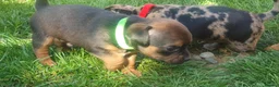 Mixed Breed dogs for sale: Beautiful Puppies  in Martock - Advert 6
