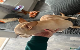 Mixed Breed dogs for sale: 2 year old French bull dog cross - Image 3