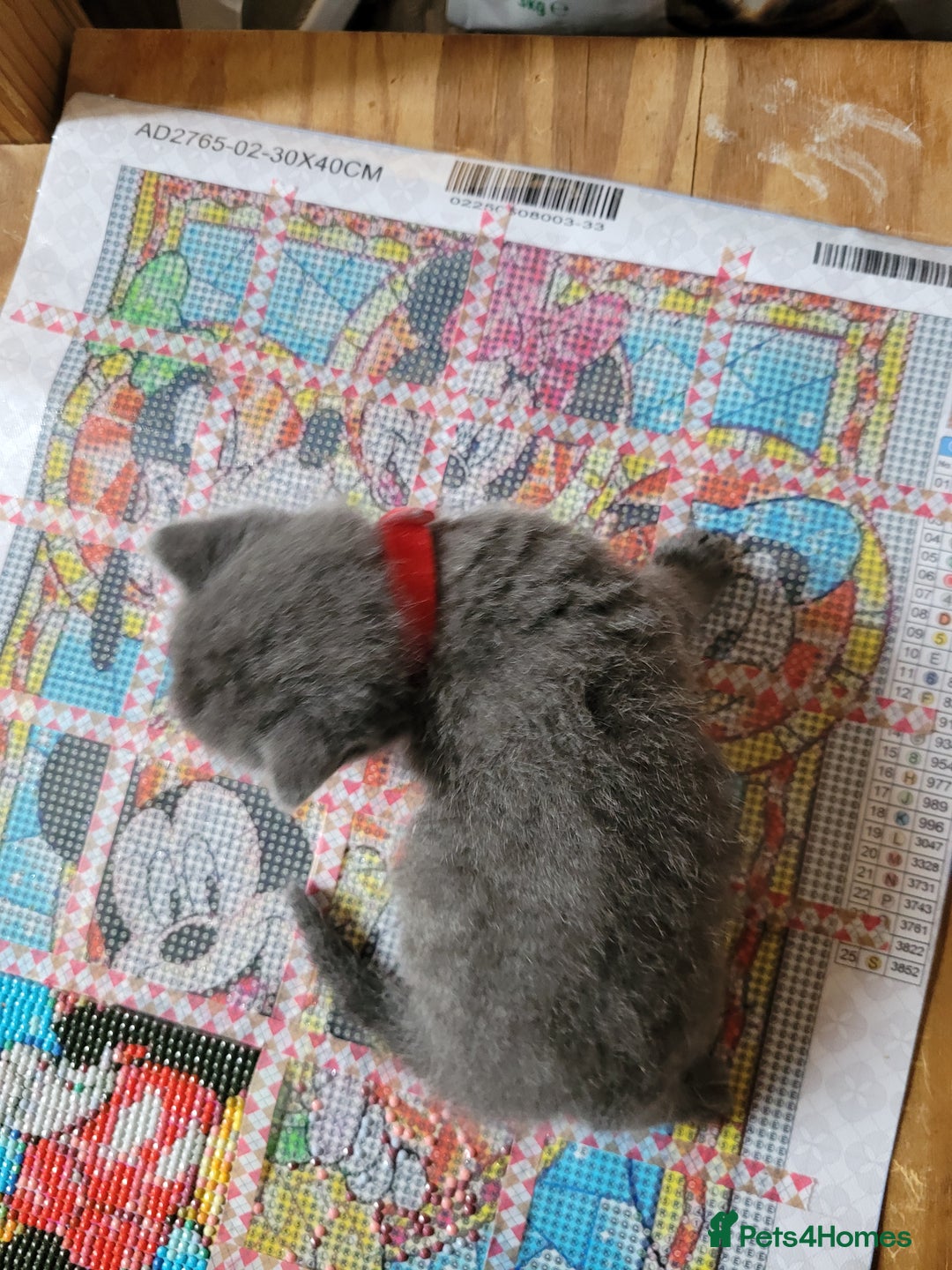 Domestic Shorthair cats for sale: 9 beautiful kittens - Image 2