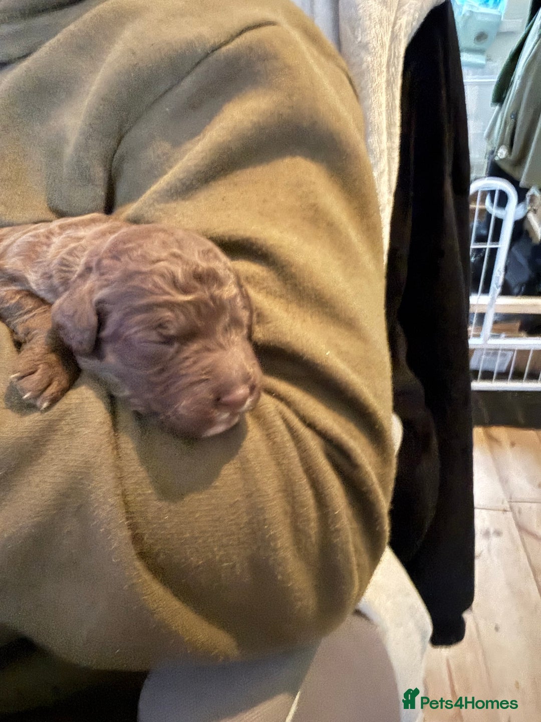 Australian Labradoodle dogs for sale: Labradoodle  - Advert 2