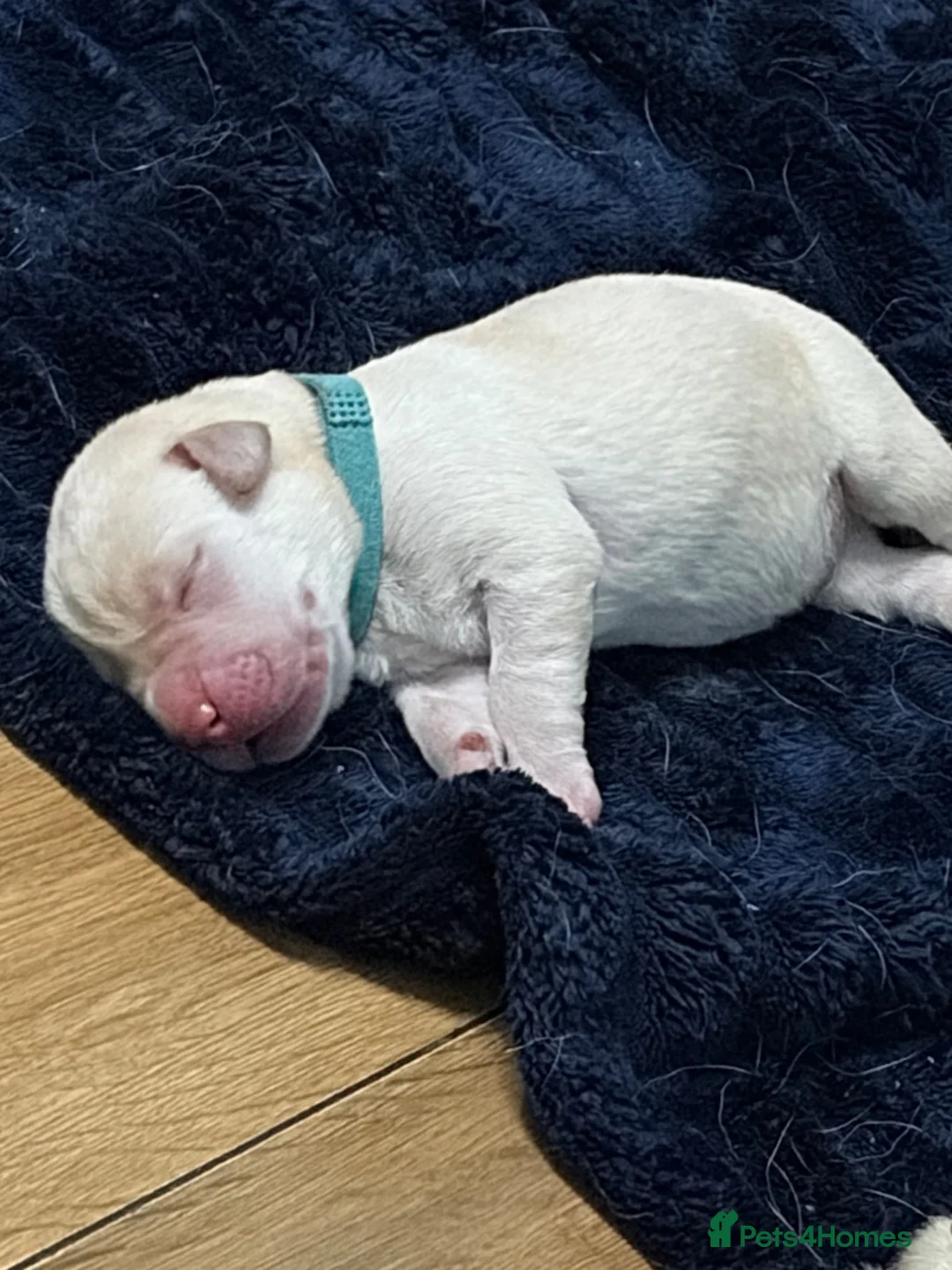Labrador Retriever dogs for sale: 5 beautiful male labradors in Caerphilly - Advert 2