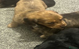 Miniature Dachshund dogs for sale: Miniature dachshunds  - Image 18