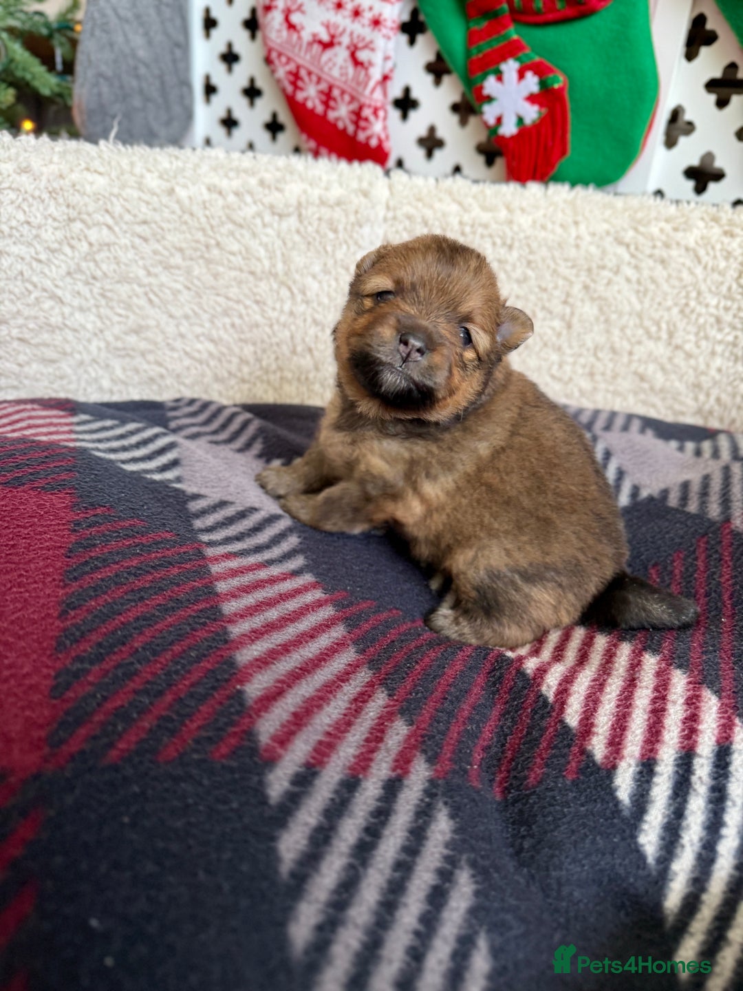 Pomeranian dogs for sale: Adorable Pomeranian puppies - ready January 25! - Advert 9