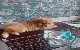 Chow Chow dogs for stud: Chowmazing  - Image 19