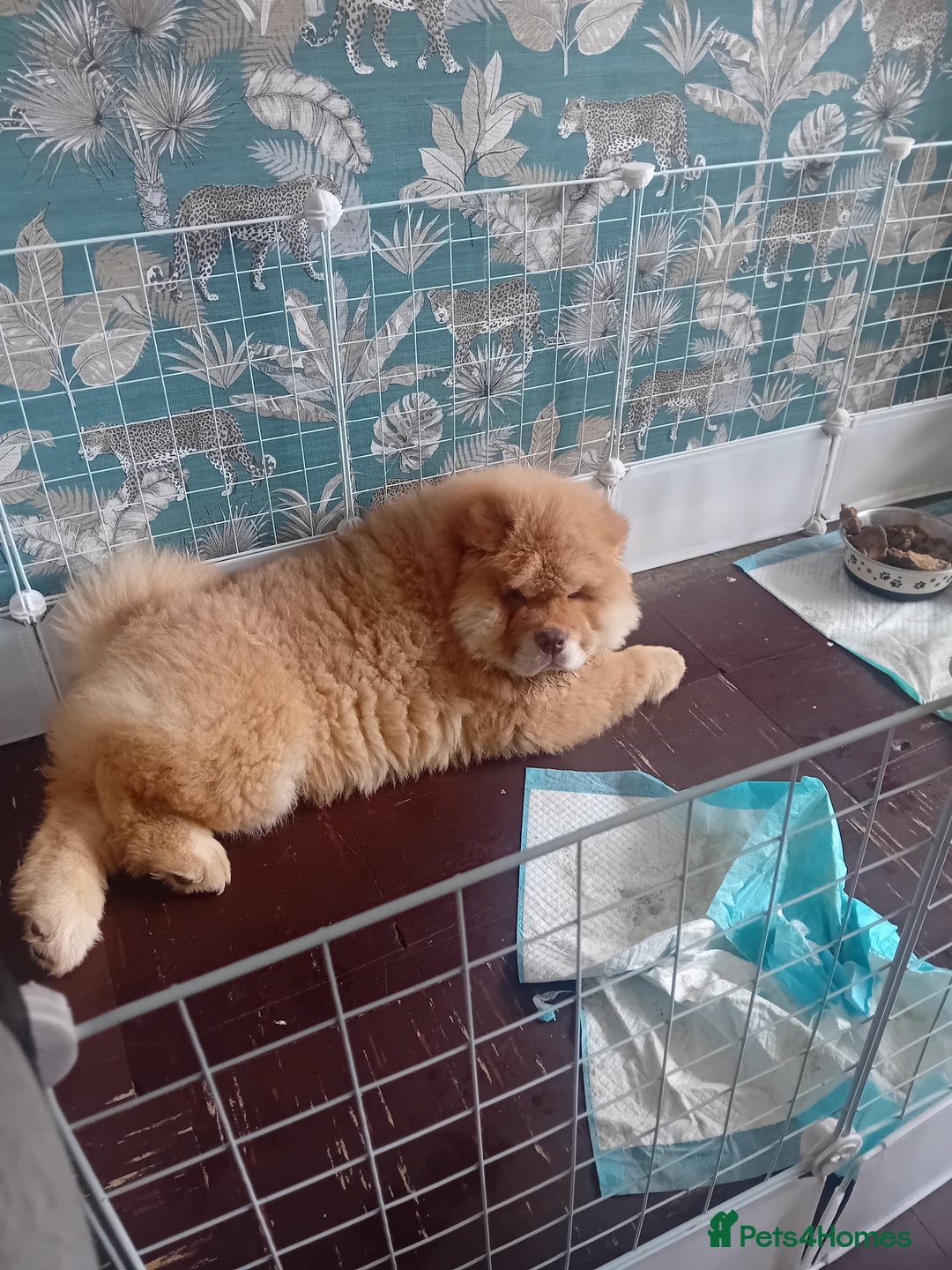 Chow Chow dogs for stud: Chowmazing  - Image 19