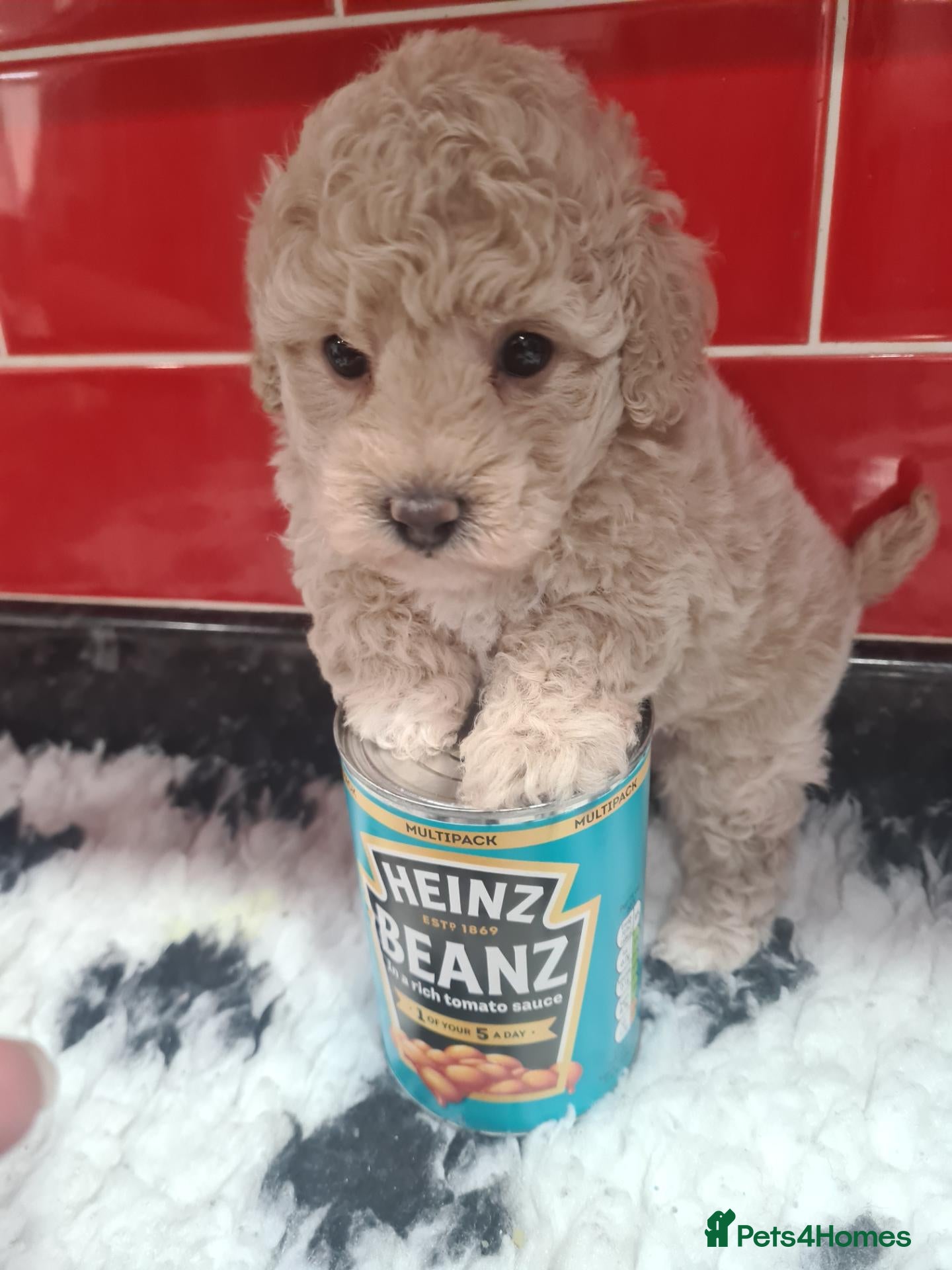Poochon dogs Beautiful poochon pups - Advert 2