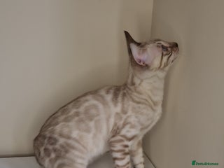 Bengal cats PEDIGREE Rare Silver Glittered Bengal kittens - Advert 5