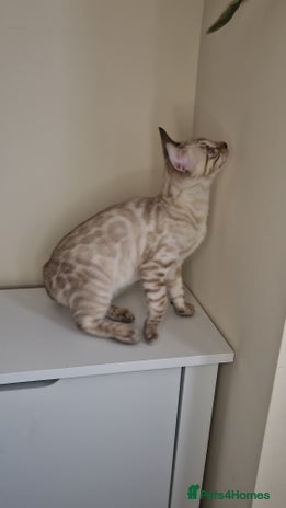 Bengal cats PEDIGREE Rare Silver Glittered Bengal kittens - Advert 10
