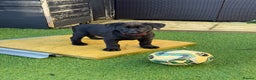 Mixed Breed dogs for sale: BLACK SHEPADOR  - Advert 4