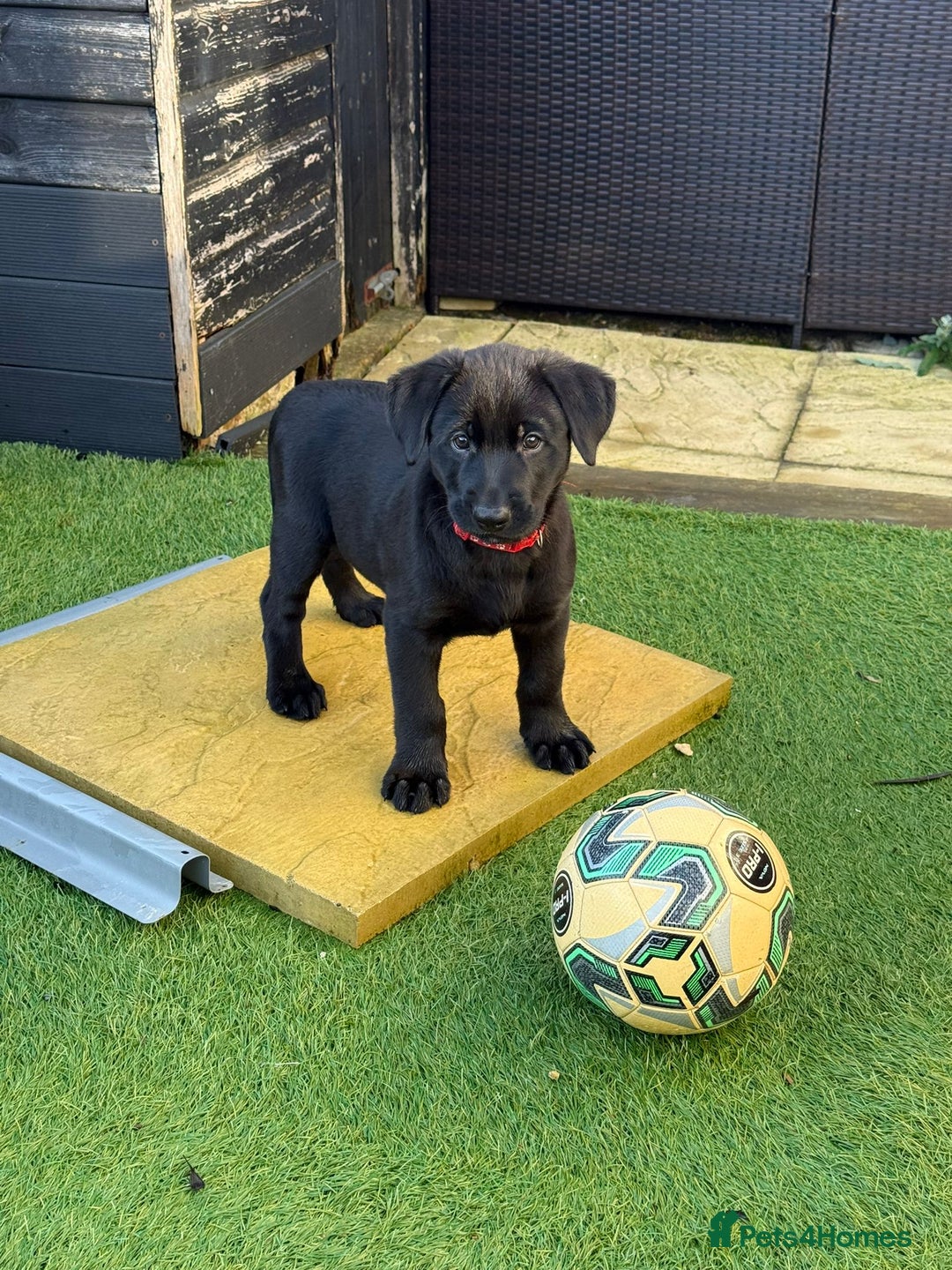 Mixed Breed dogs for sale: BLACK SHEPADOR  - Advert 4