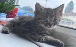 British Shorthair cats for sale: Tabby kitten  - Image 6