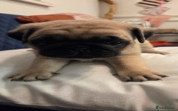 Pug dogs for sale: Gorgeous KC health tested fawn boy pug - Advert 4