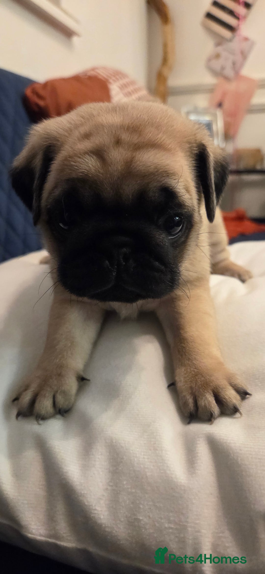 Pug dogs for sale: Gorgeous KC health tested fawn boy pug - Advert 4