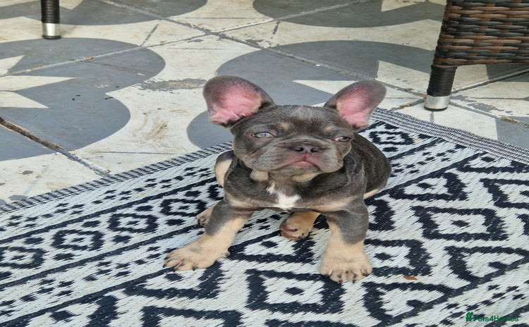 French Bulldog dogs - Advert 14