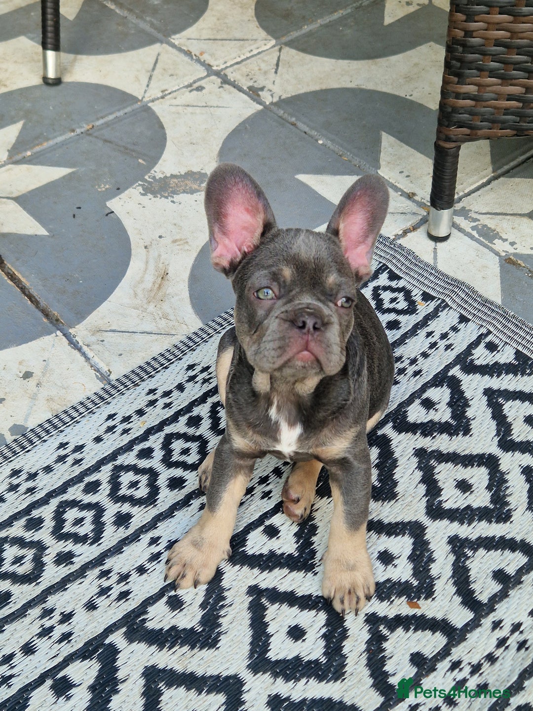 French Bulldog dogs for sale: French Bulldog puppies (1 lilac and tan left) - Image 2