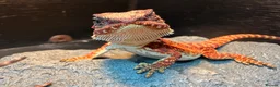 Dragon reptiles for sale: Red monster dragons in Stroud - Advert 4