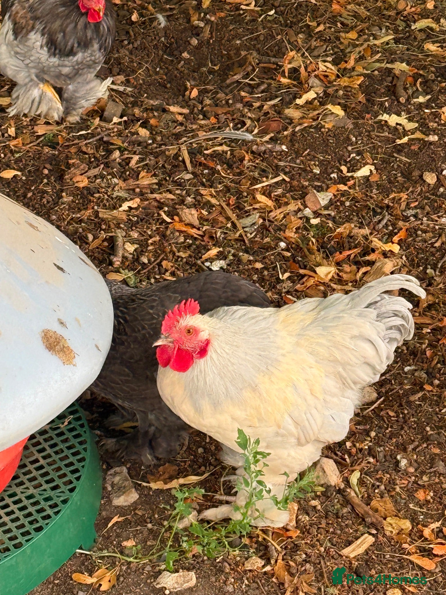 Chickens poultry 2 Bantam cockerels looking for a new home - Advert 6