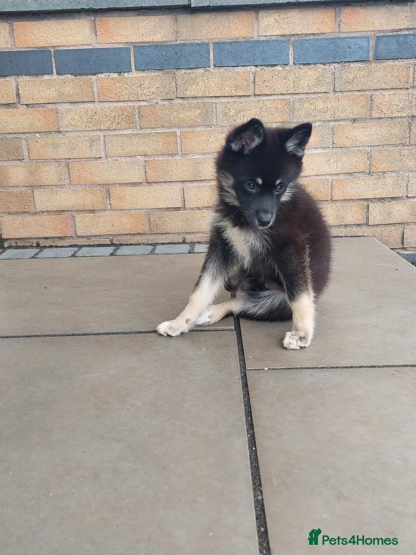 Pomsky dogs F3 pomsky puppy's for sale  - Advert 2