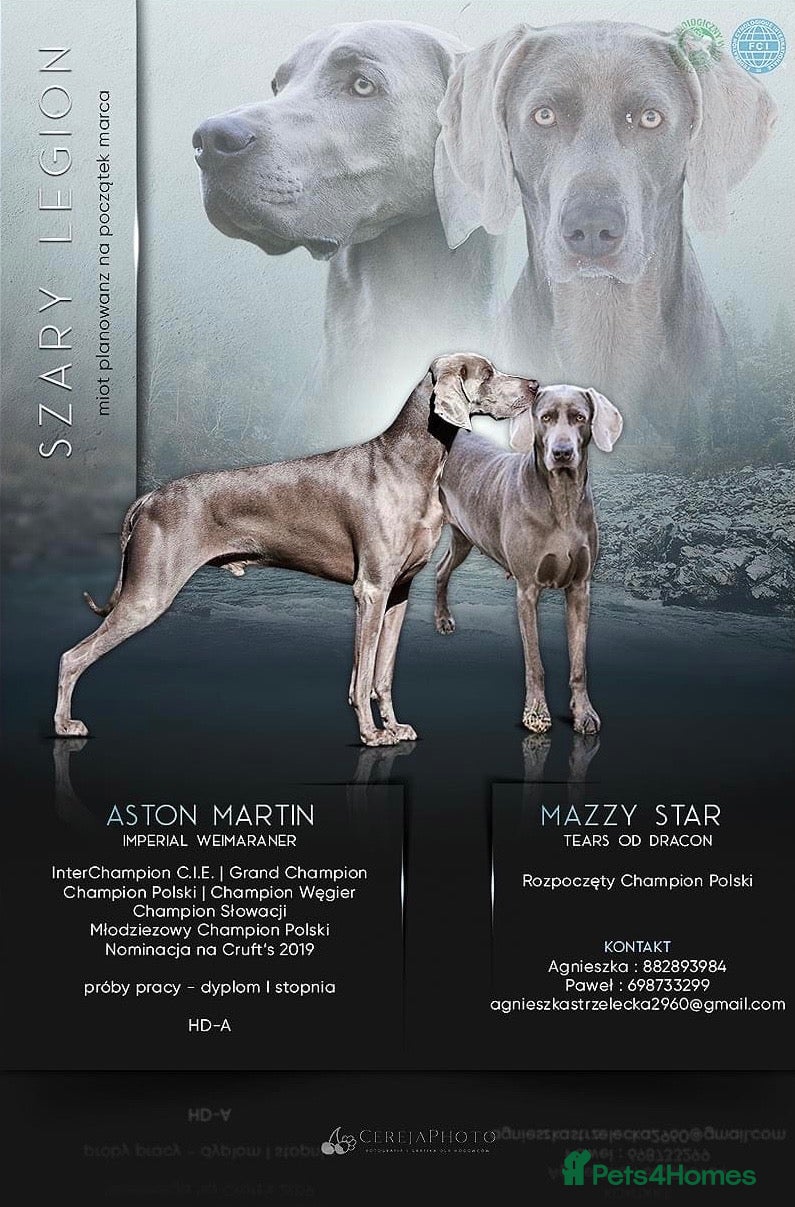 Weimaraner dogs for stud: Kobe-Horus – Silver-Grey Weimaraner - Stud - Advert 2