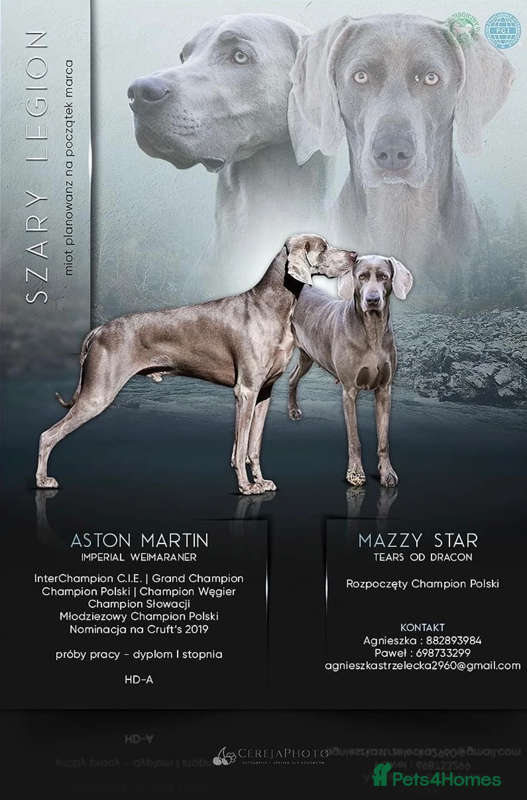 Weimaraner dogs for stud: Kobe-Horus – Silver-Grey Weimaraner - Stud in Leeds - Advert 2