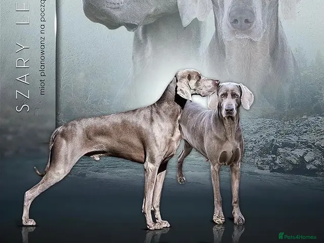 Weimaraner dogs for stud: Kobe-Horus – Silver-Grey Weimaraner - Stud - Advert 2