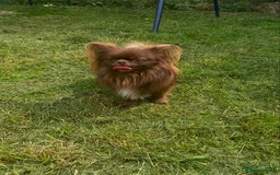 Chihuahua dogs for sale: Beautiful chocolate Chihuahua puppies  - Image 7