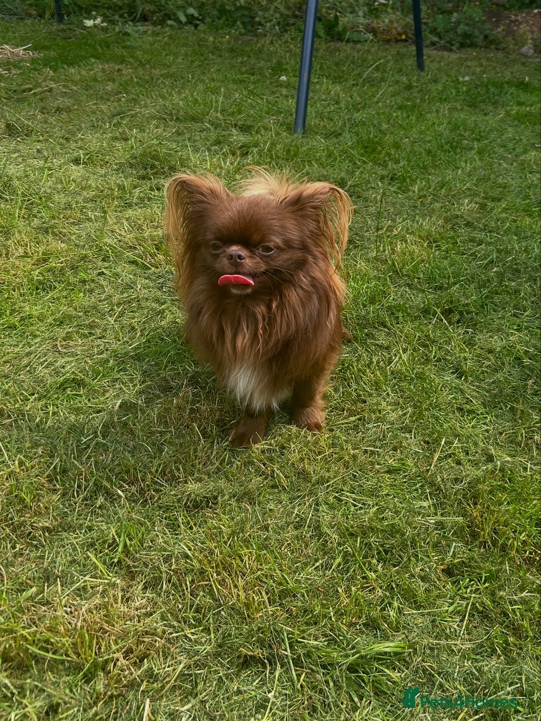 Chihuahua dogs for sale: Beautiful chocolate Chihuahua puppies  - Image 7