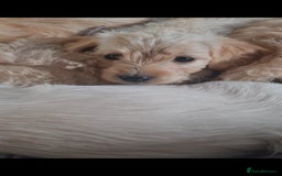 Mixed Breed dogs for sale: Ready now! Labradoodle pups - Image 7