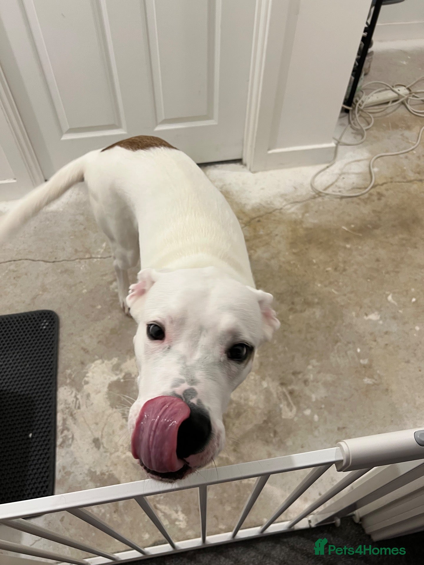 Mixed Breed dogs 5 month old male - Advert 1