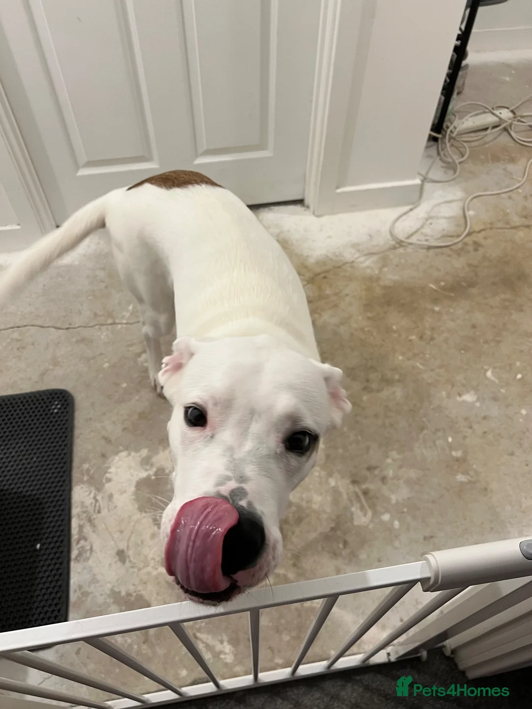 Mixed Breed dogs for sale: 5 month old male in Princes Risborough - Advert 1