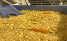 Hamster rodents for sale: Hamster & cage & all accessories in Ormskirk - Image 5