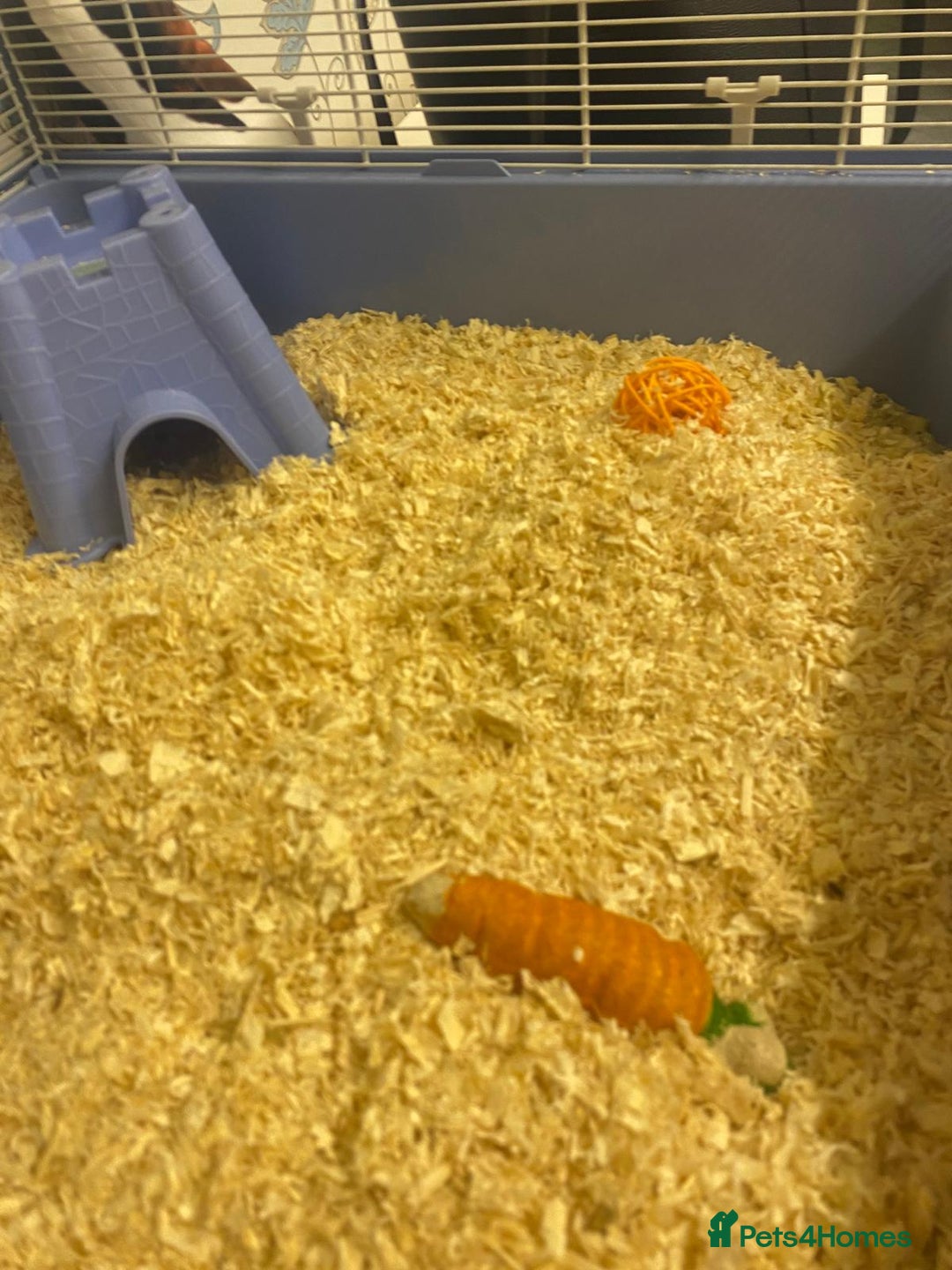Hamster rodents for sale: Hamster & cage & all accessories in Ormskirk - Image 5