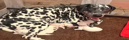 Dalmatian dogs for sale: 6 Dalmatian Puppies for Sale  in Heathfield - Advert 7