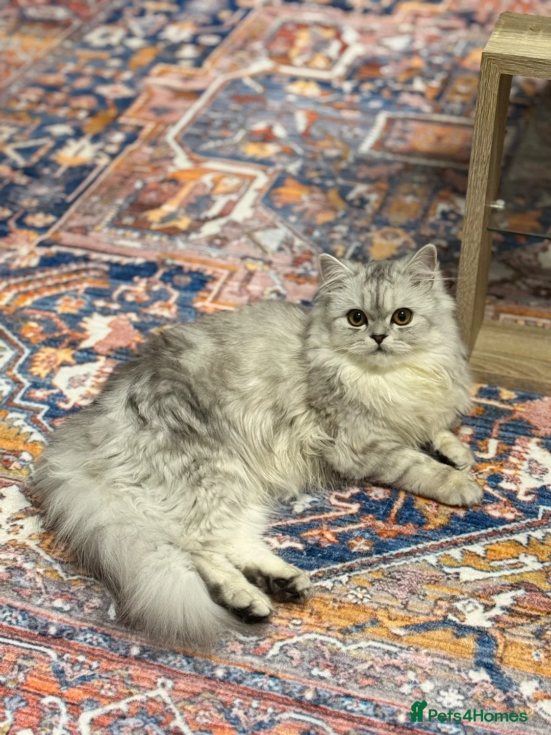 Persian cats for sale: 5 Beautiful Purebred Persian KittensREADY TO LEAVE - Advert 1