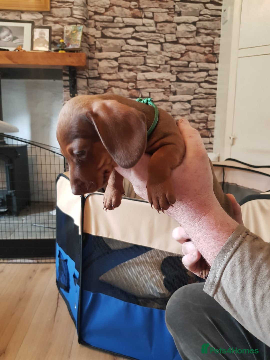 Miniature Dachshund dogs for sale: Miniature Dachshund Puppies  - Image 7