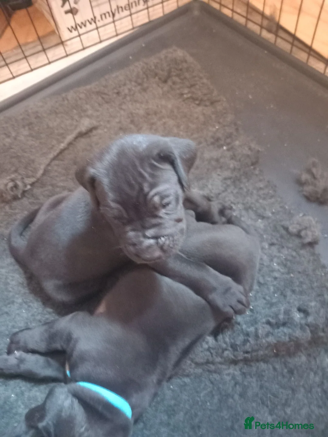 Presa Canario dogs for sale: Pressa canario puppies  in Birmingham - Advert 2