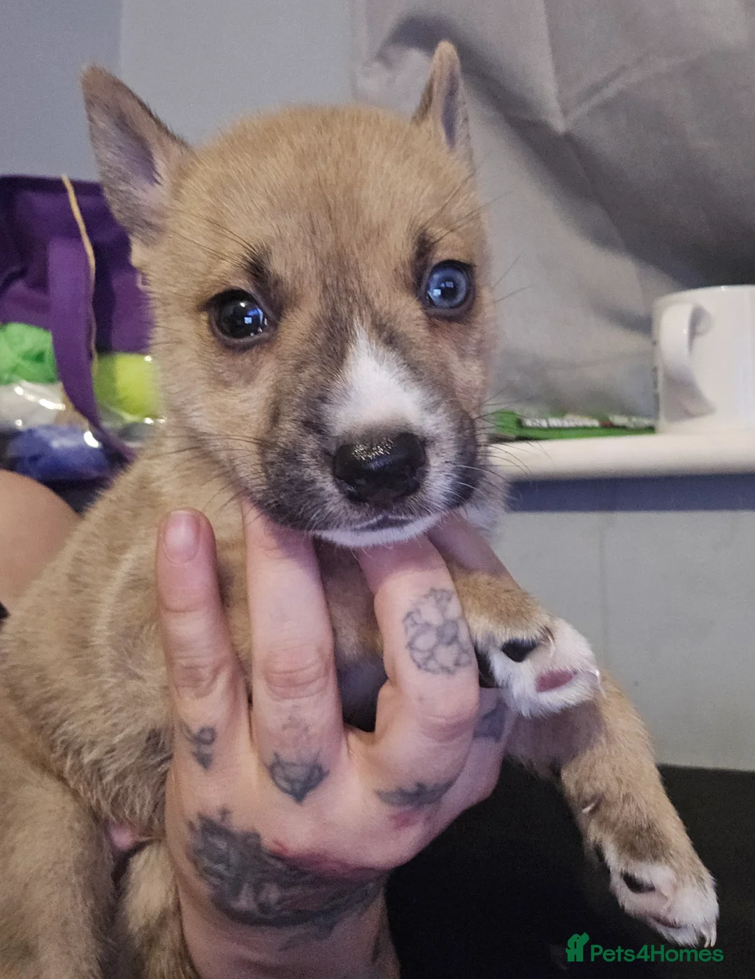 Mixed Breed dogs for sale: Husky cross  - Advert 2