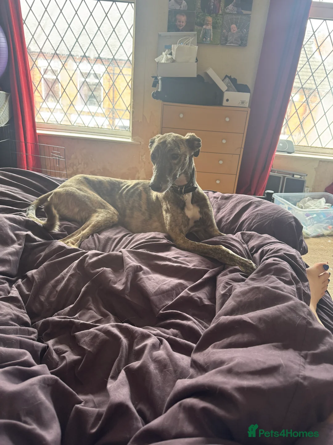 Lurcher dogs for sale: 2 year old male neutered lurcher - Advert 6
