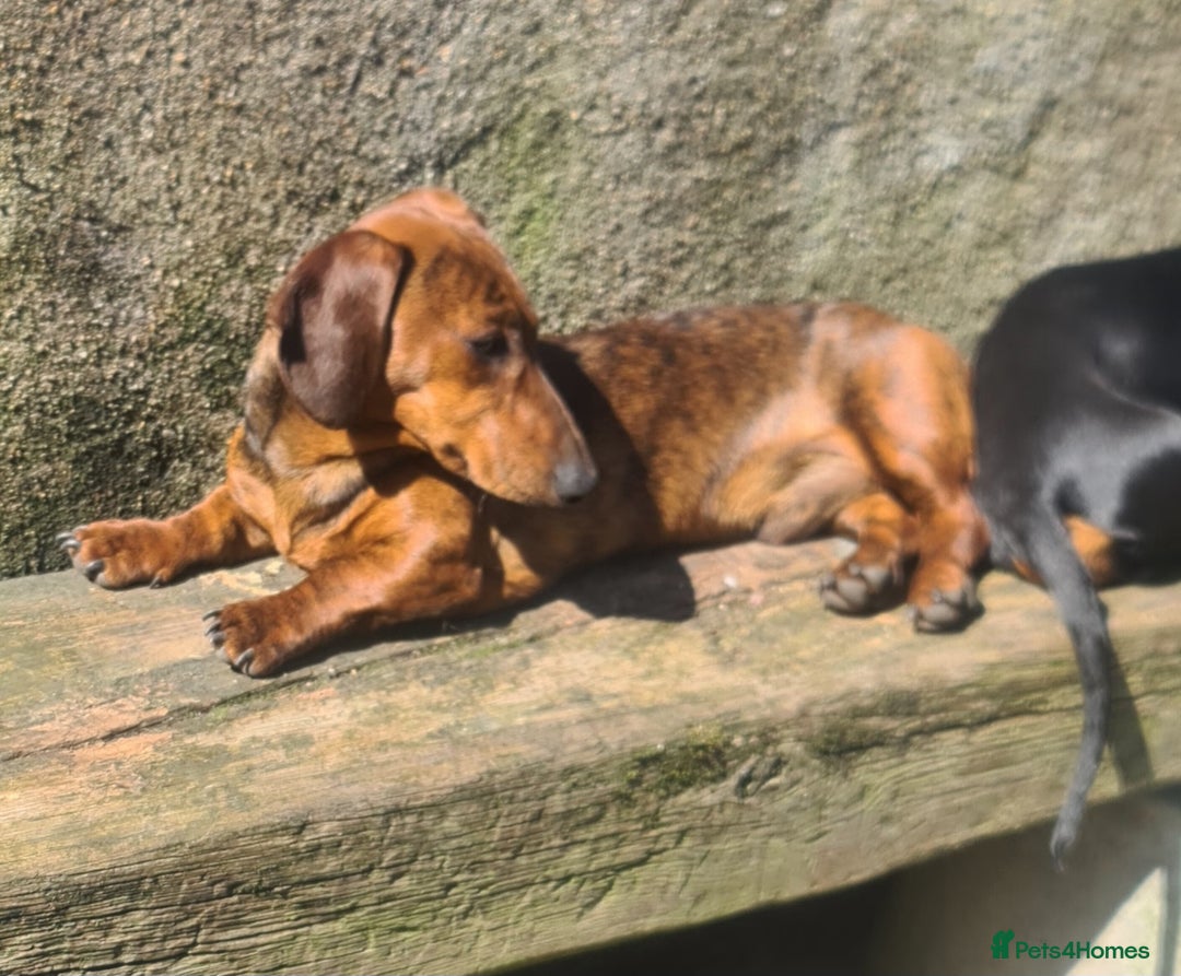 Miniature Dachshund dogs for sale: Miniature dachshund  - Advert 8
