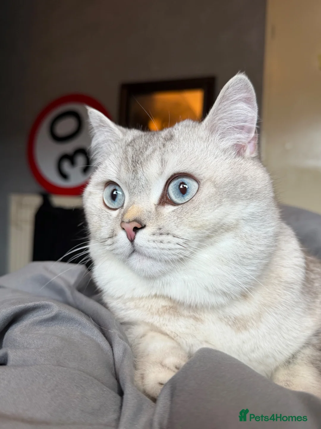 British Shorthair cats for sale: stunning 1 year old BSH cat in Preston - Advert 2
