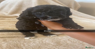 Cockapoo dogs - Advert 16