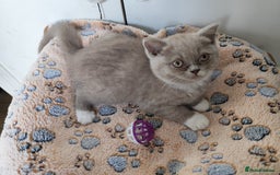 British Shorthair cats for sale: READY NOW Beautiful British Shorthair Kittens - Image 10