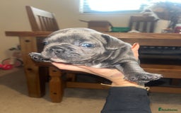 French Bulldog dogs for sale: Blue French bulldogs - Image 9