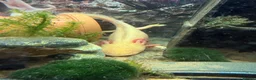 Axolotl reptiles for sale: Pair of female Axolotls  - Advert 6