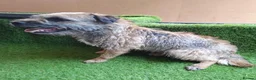 Border Terrier dogs for sale: KC REGISTERED FEMALE BORDER TERRIER  - Advert 3