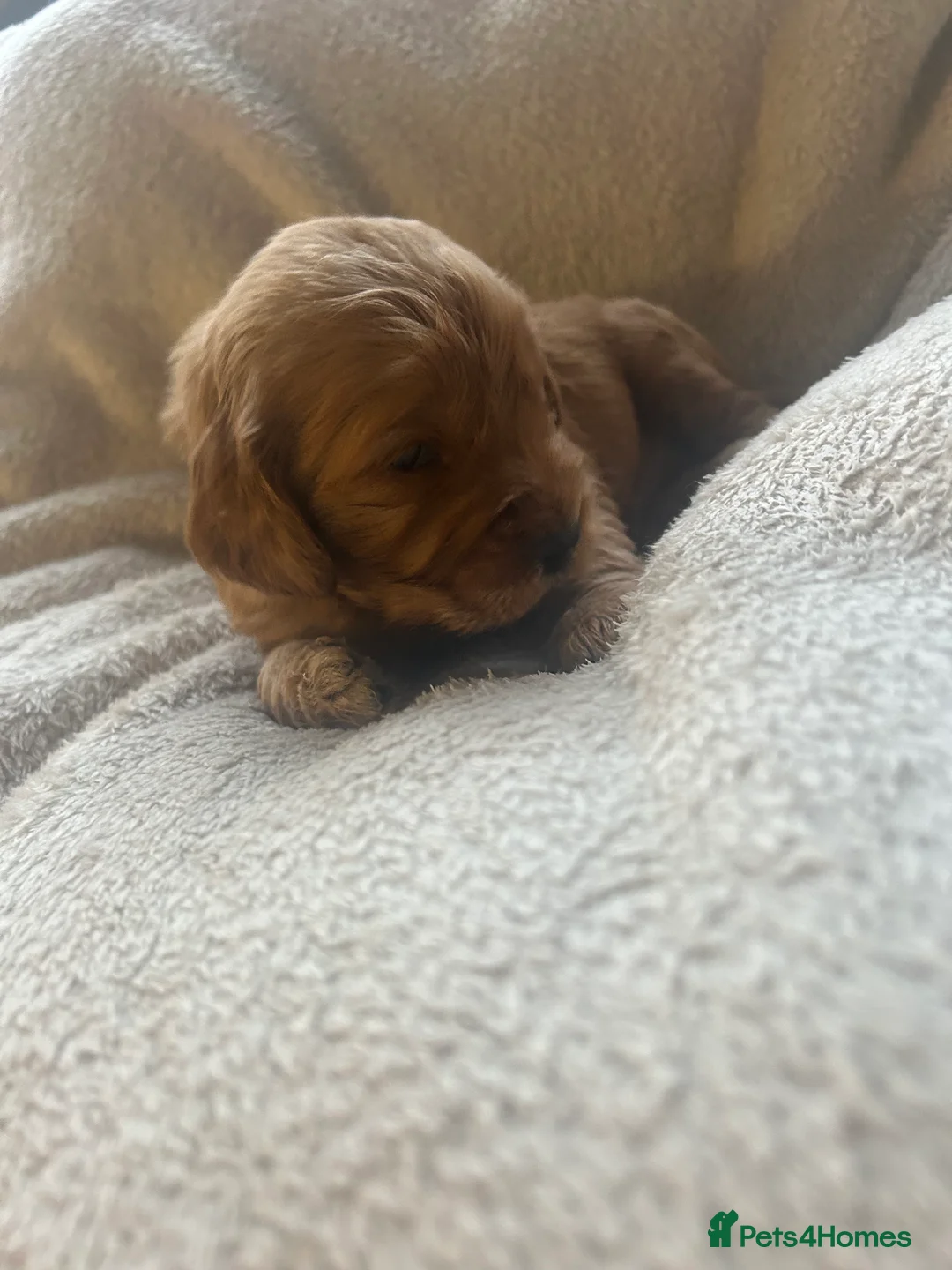 Cockapoo dogs for sale: Stunning cockapoo pups!  - Advert 8