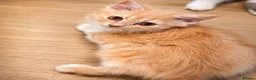 Mixed Breed cats for sale: Exotic Persian cross kittens  - Advert 2