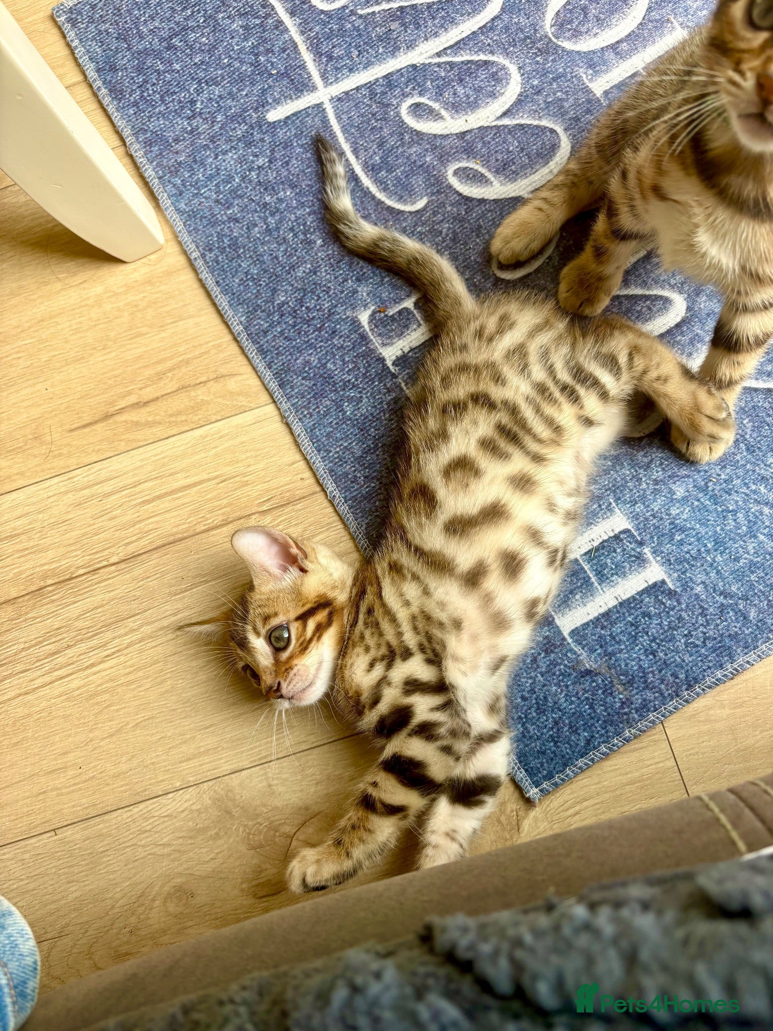Bengal cats 🩵FINAL BENGAL KITTEN FOR FOREVER HOME🩵 - Advert 2